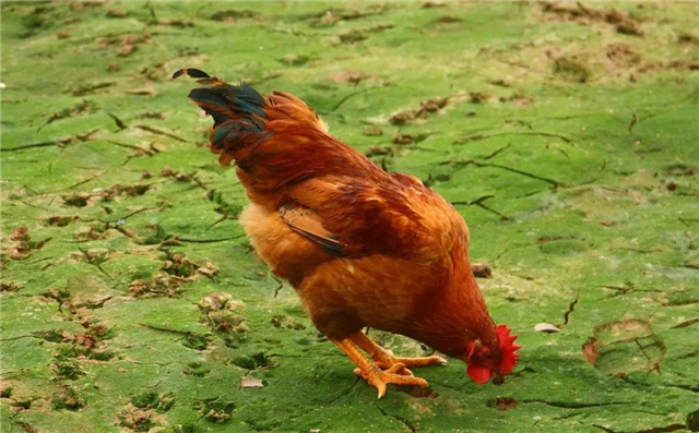 饲料添加剂