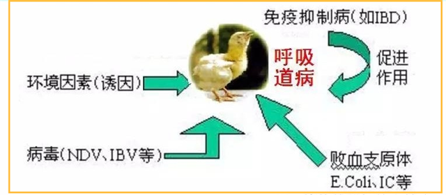 如何预防鸡呼吸道综合征