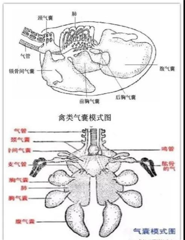 支原体剥落呼吸道上皮细胞图