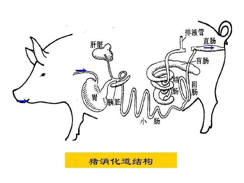 猪消化道结构