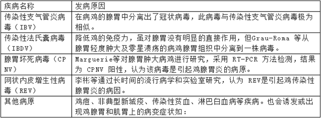 诱发鸡腺胃、肌胃炎的传染性疾病表