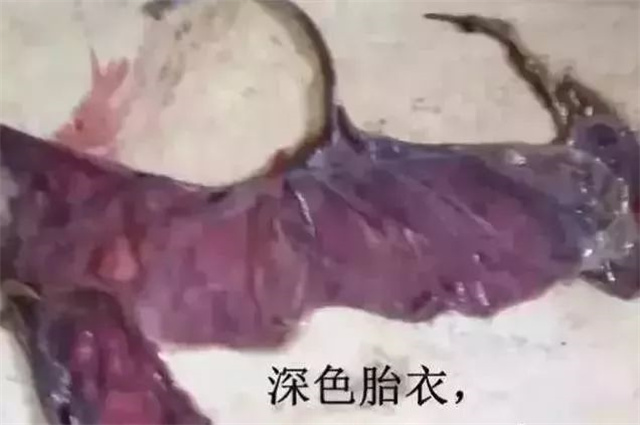 判断母猪是否产完第4招：看胎衣颜色